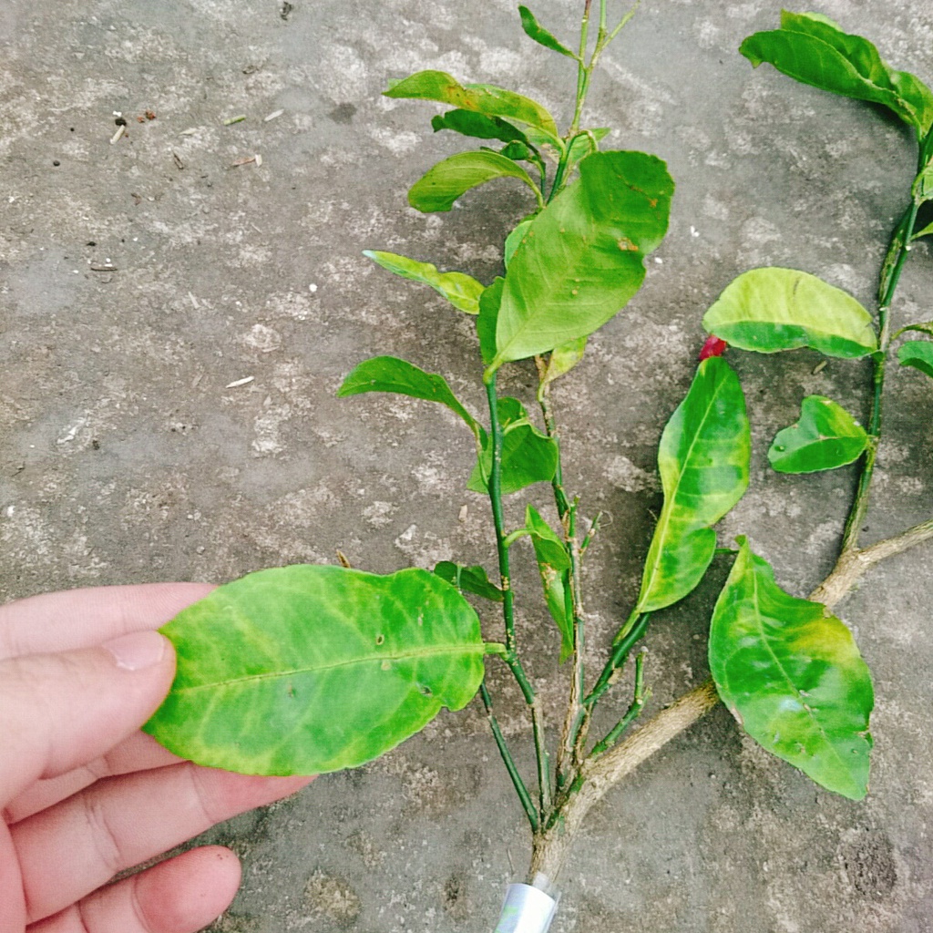 Cây chanh đào - rất thơm, mọng nước, ruột hồng
