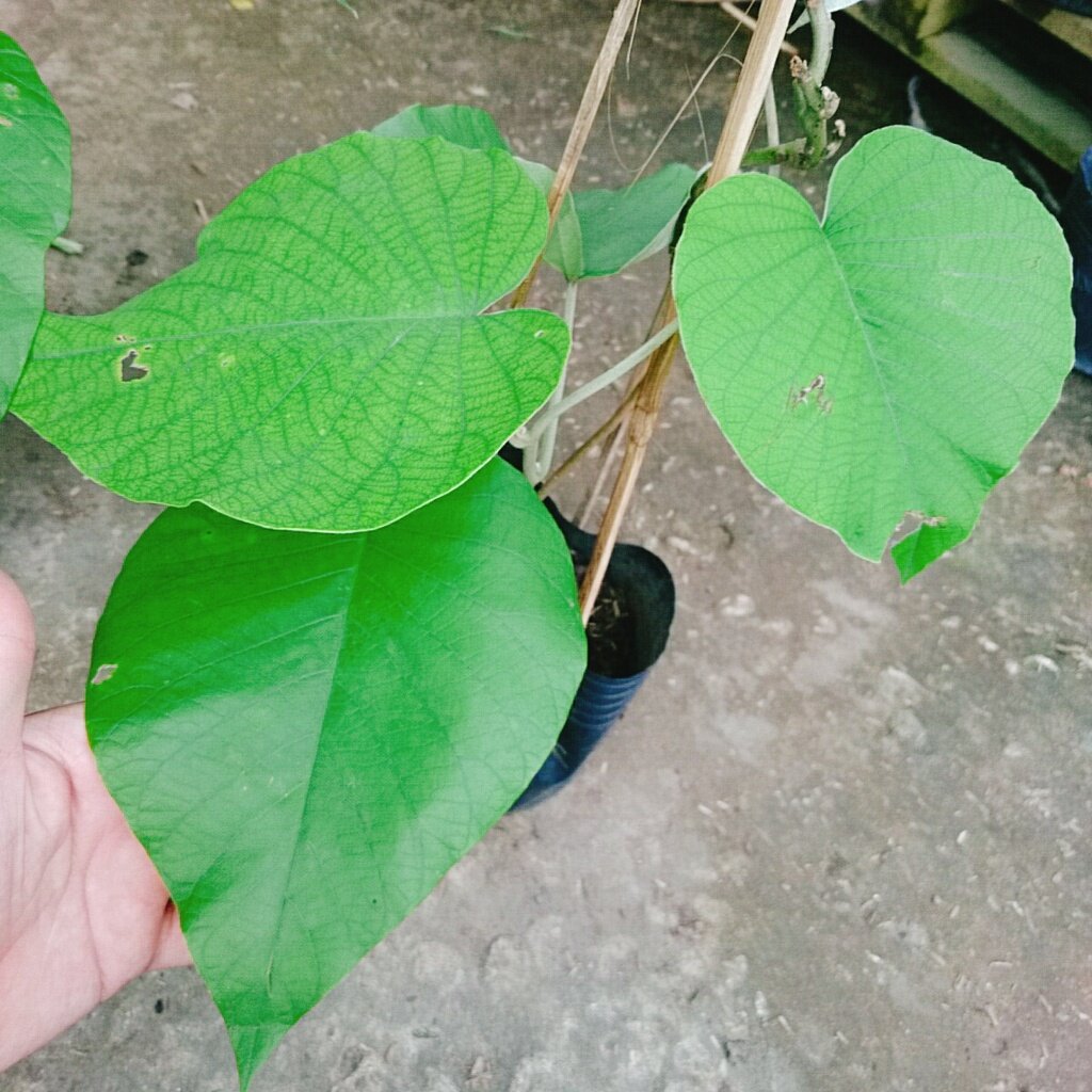 Dây Leo Cát Đằng Lá Lớn - cây cảnh vườn