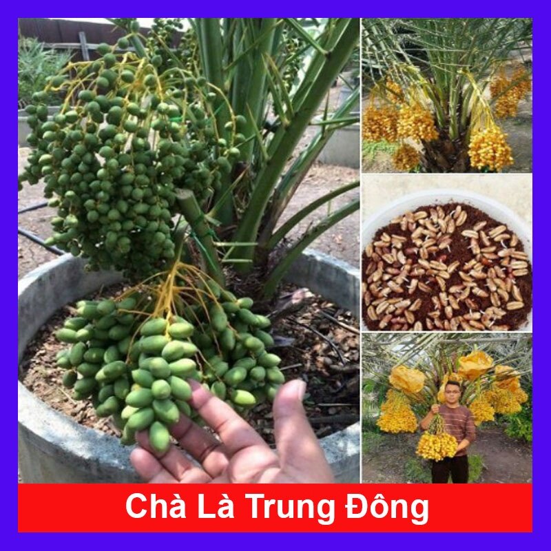 Cây chà là trung đông