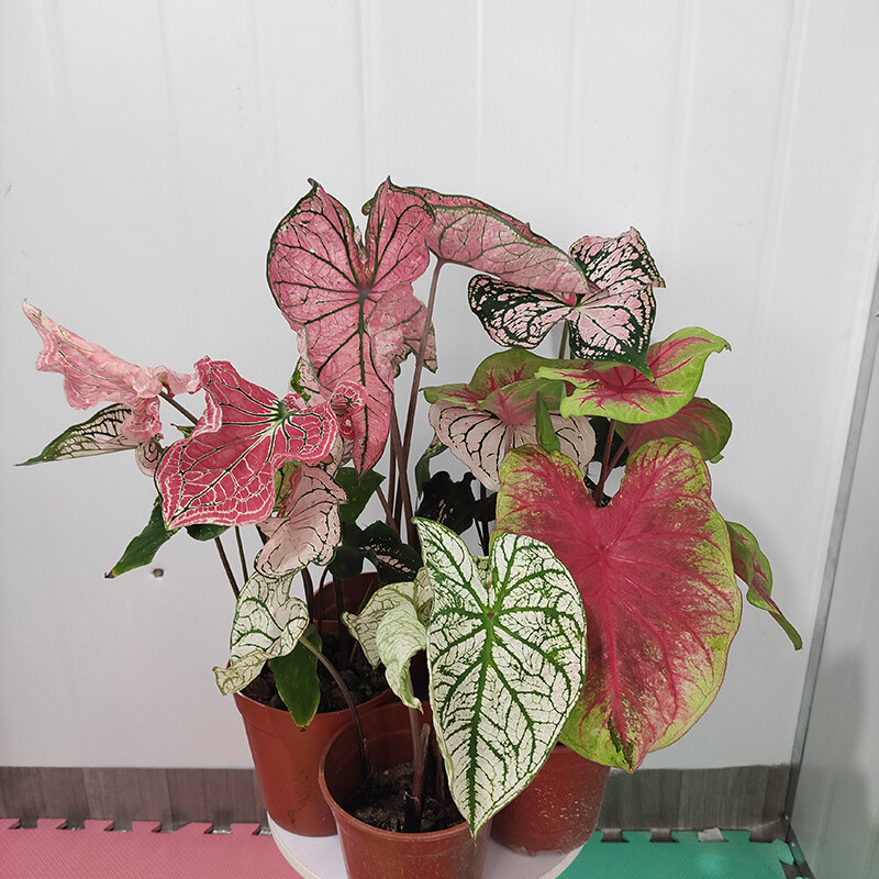 seeds บอนสี บอนสีหายาก Caladium Seeds Mixed Color Flower Plants ต้นไม้