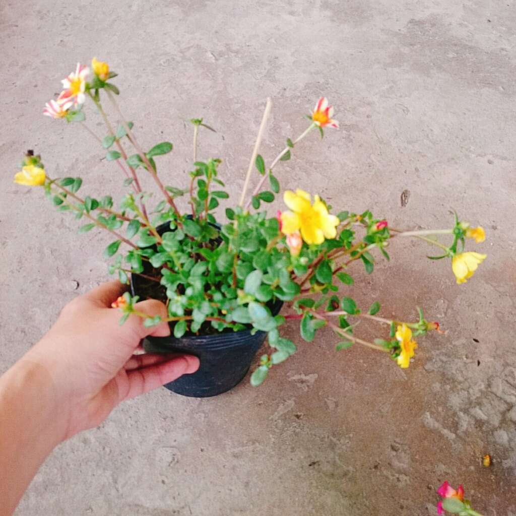 Hoa Mười Giờ Sam - cây cảnh đẹp