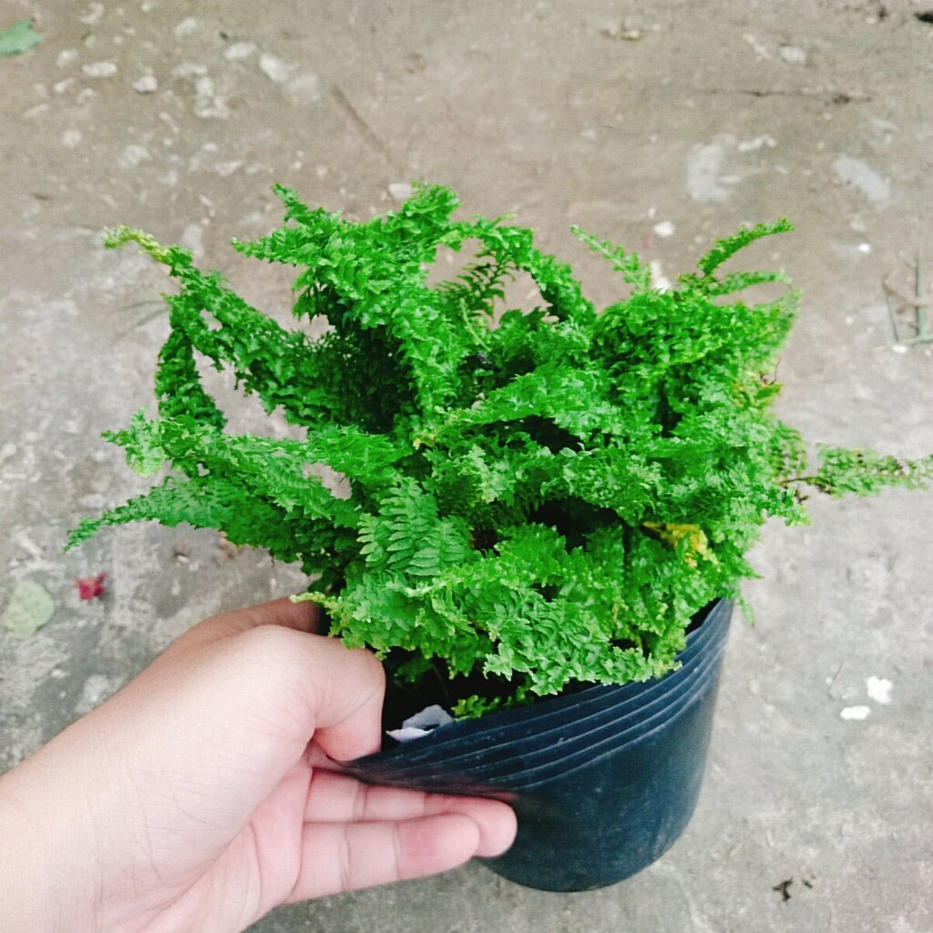 Cây Dương Xỉ Nhật - cây cảnh để bàn