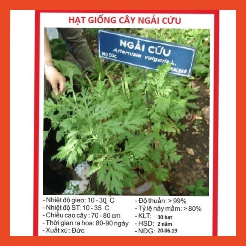Ma323 hạt giống cây ngải cứu - 1 gói 50 hạt