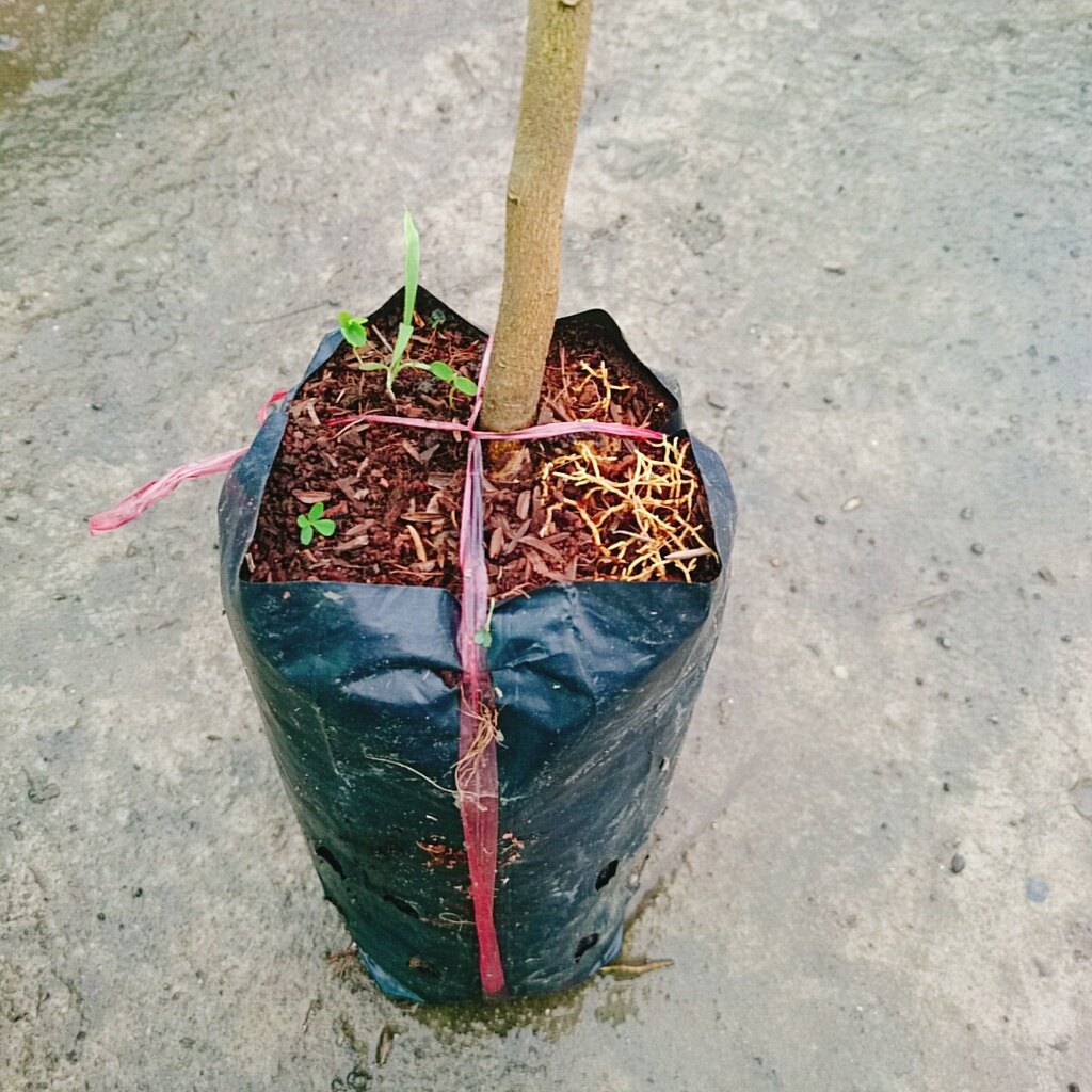 Cây Quýt Đường - cây ăn quả