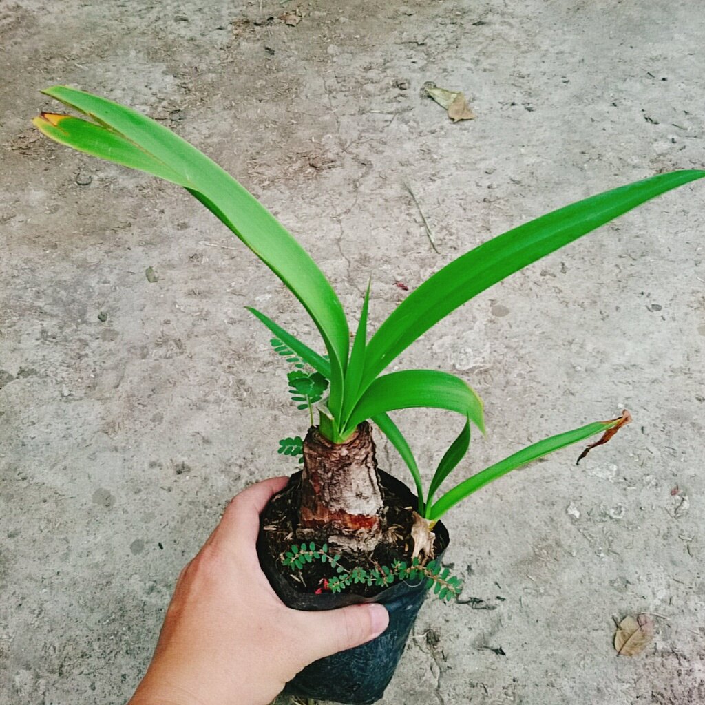 Cây Bạch Trinh Biển - cây thuỷ tiên