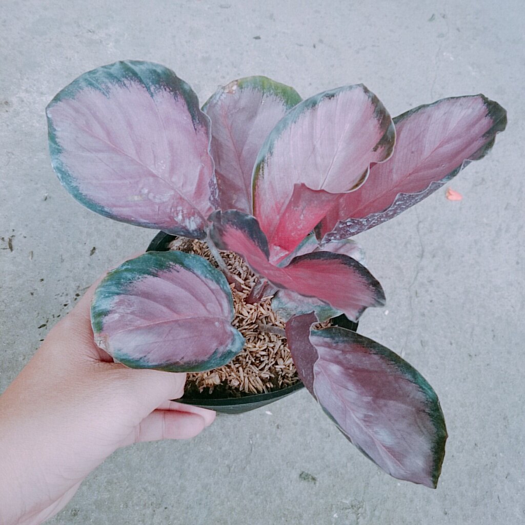 Cây Đuôi Công Hồng - cây cảnh để bàn