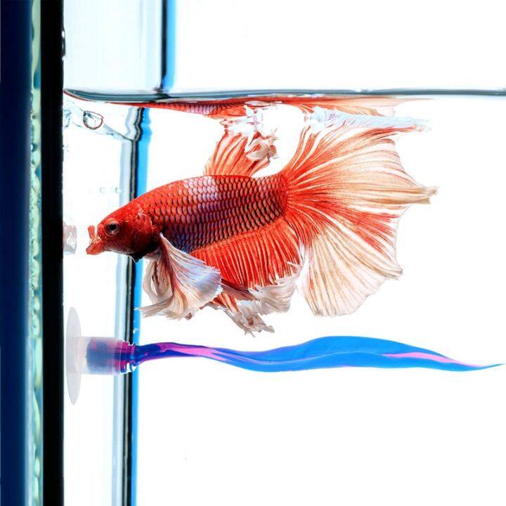 betta fish resting leaf