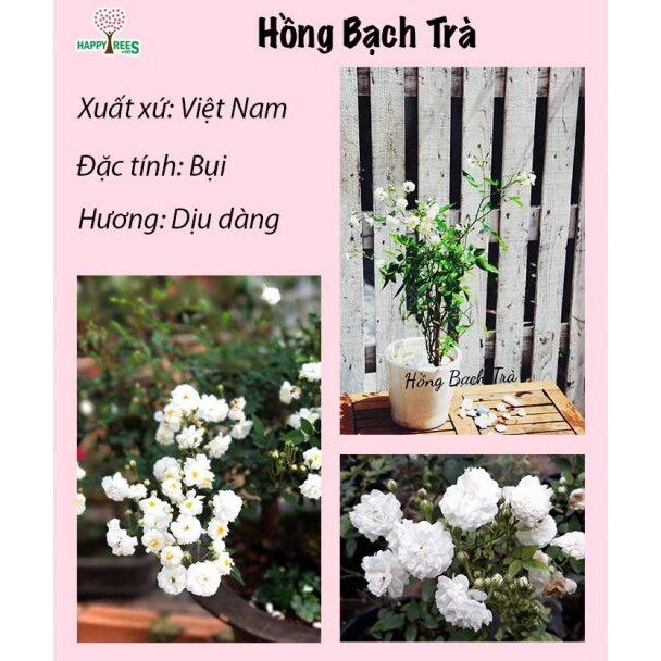 MA213 Gói 20 Hạt Hồng bạch trà (hồng bụi hoa thơm)