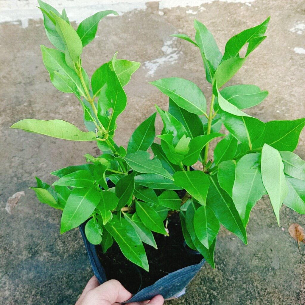 Cây vối nếp - 10 công dụng thần kỳ