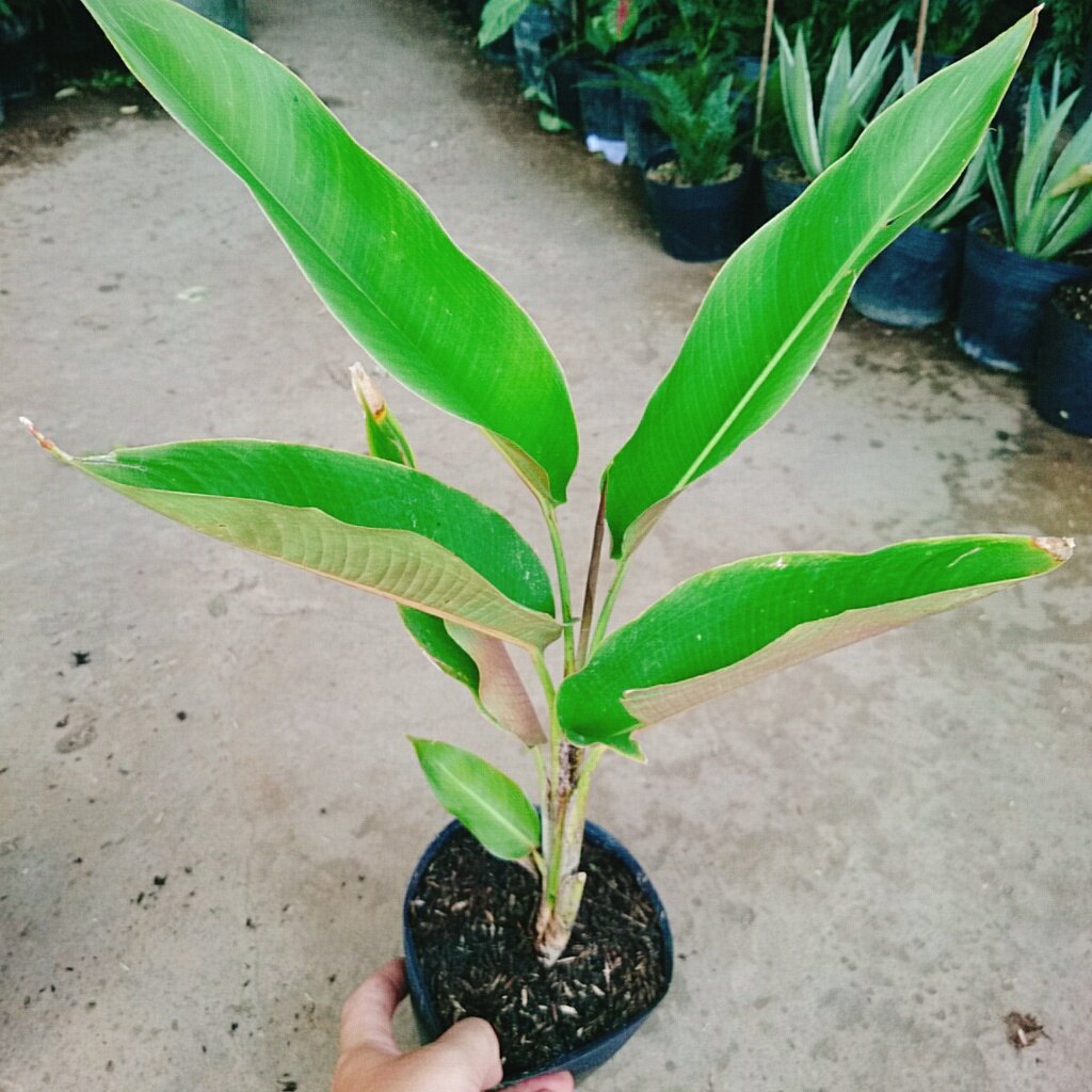 Cây Chuối Mỏ Phượng - cây cảnh trong nhà