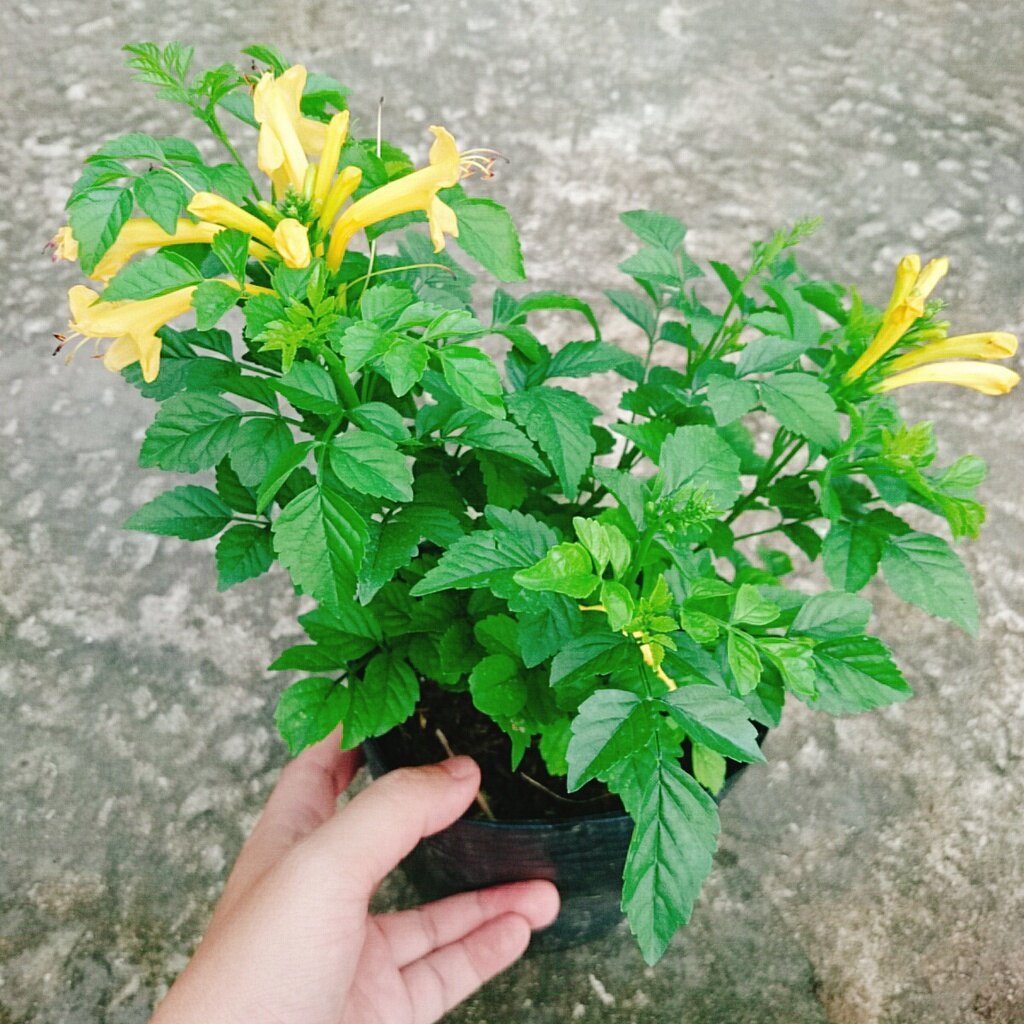 Cây Rạng Đông (Hoa Vàng) - cây cảnh sân vườn