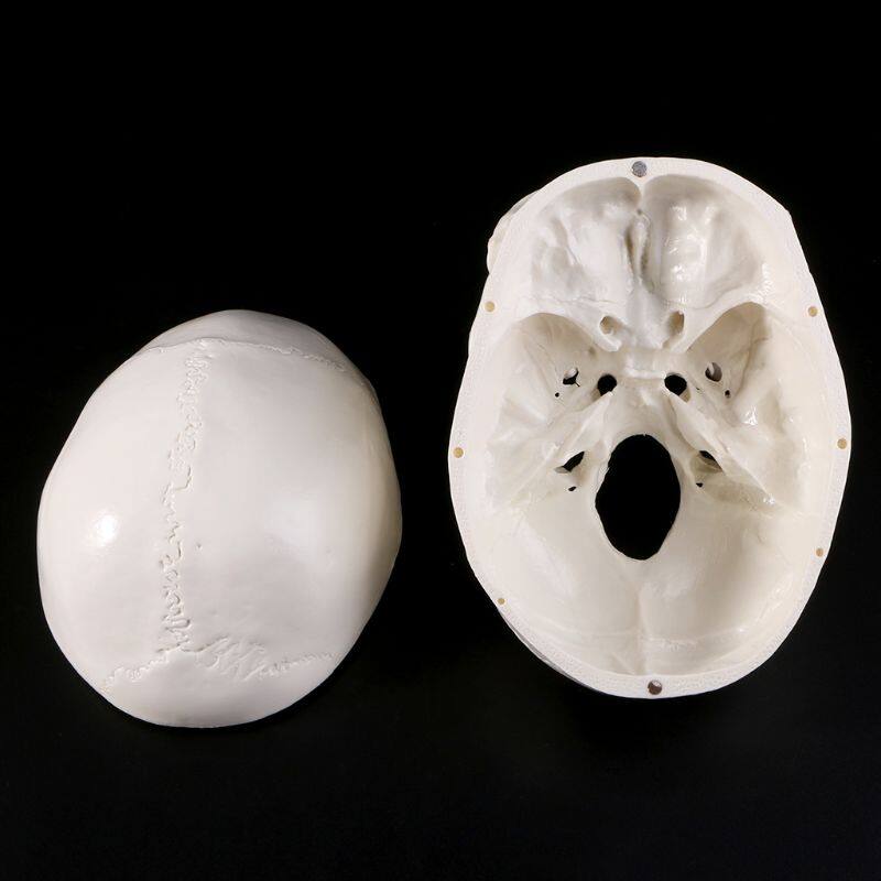 Human Anatomical Anatomy Head Skeleton Skull Teaching Model School Supplies Study Tool