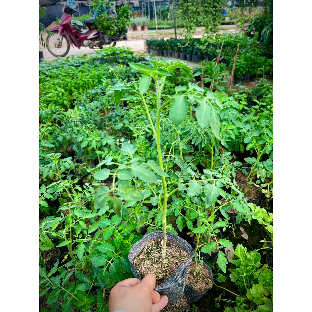 Cây cà chua bạch tuộc giống Nga (ảnh thật số 2)