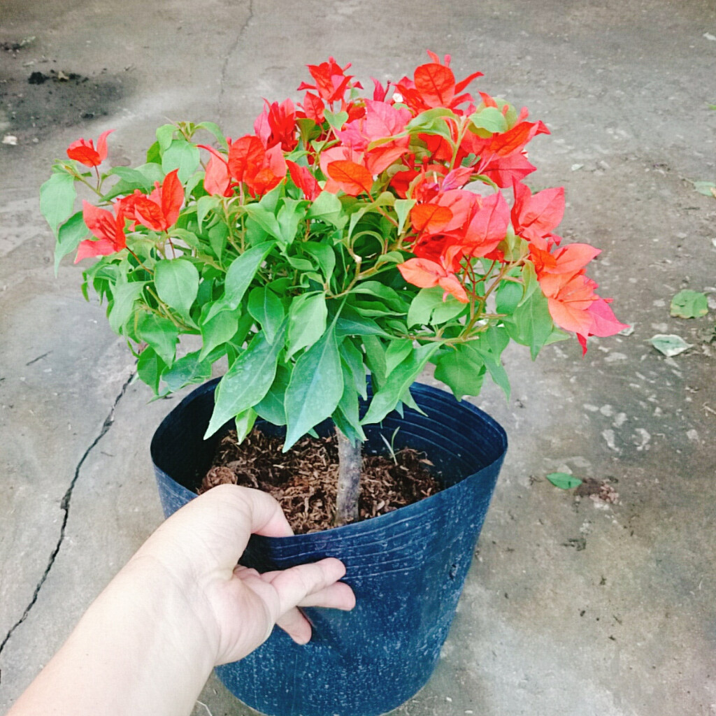 Cây Hoa Giấy Đỏ Lửa - cây cảnh để bàn