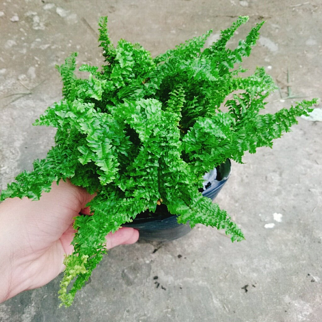 Cây Dương Xỉ Nhật - cây cảnh để bàn