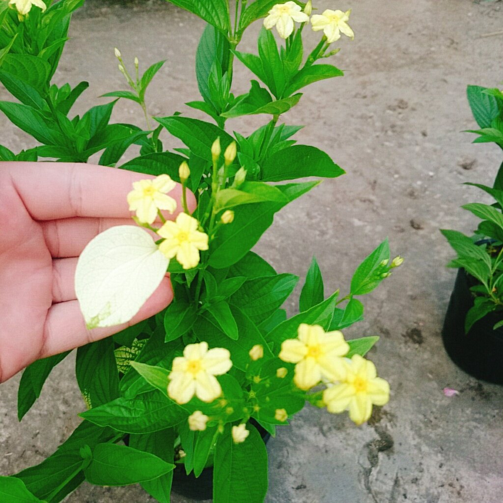 Cây Ngọc Mai - cây cảnh sân vườn