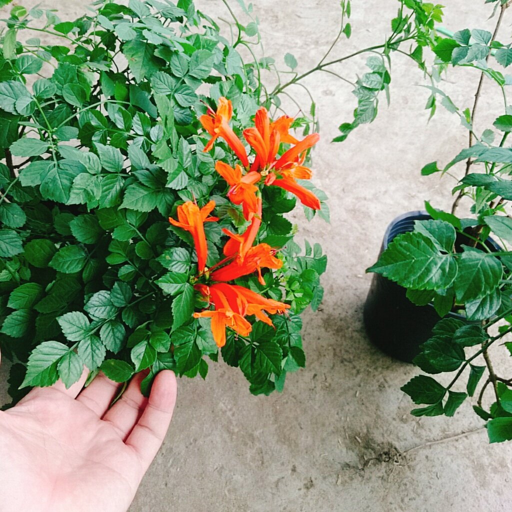 Cây rạng đông ( chùm ớt ) - cây cảnh đẹp mau phát triển