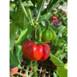 Cây ớt bí ngô Pumpkin đang quả siêu cay