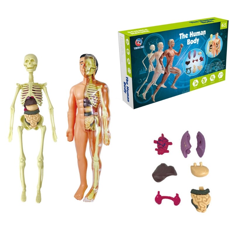 Human Anatomy Demonstration Skeleton Model Teaching Aid Manual Steam Science Education Toy for Children Learning Toy