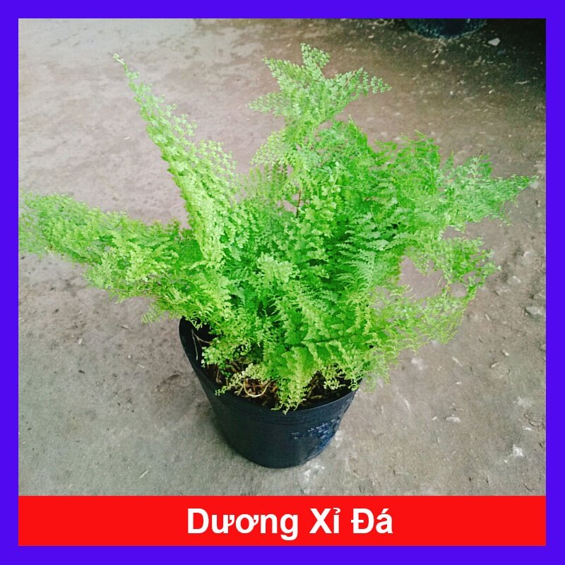 Cây Dương Xỉ Đá - dương xỉ lá nhuyễn
