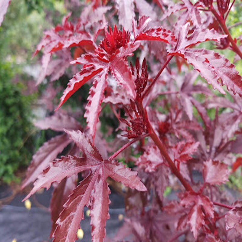 Cây bụp giấm Châu Phi ( Hibiscus lá đỏ)