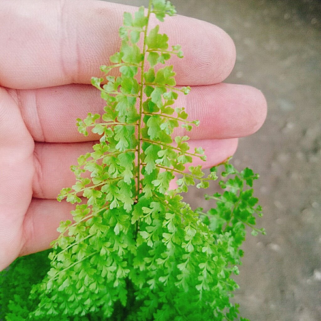 Cây Dương Xỉ Đá - dương xỉ lá nhuyễn