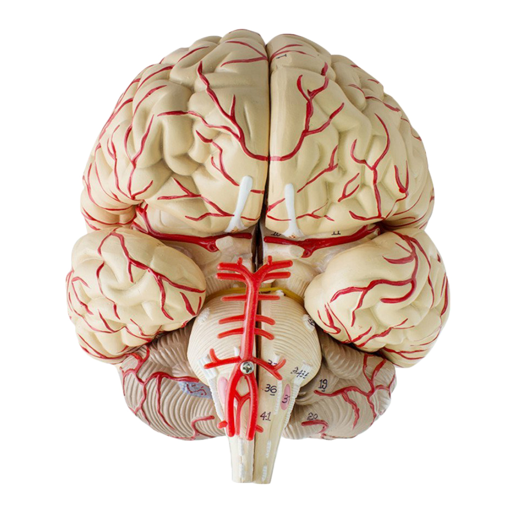 Moon Riverr Riverr Human Brain Model Cerebrovascular Model Brain ...
