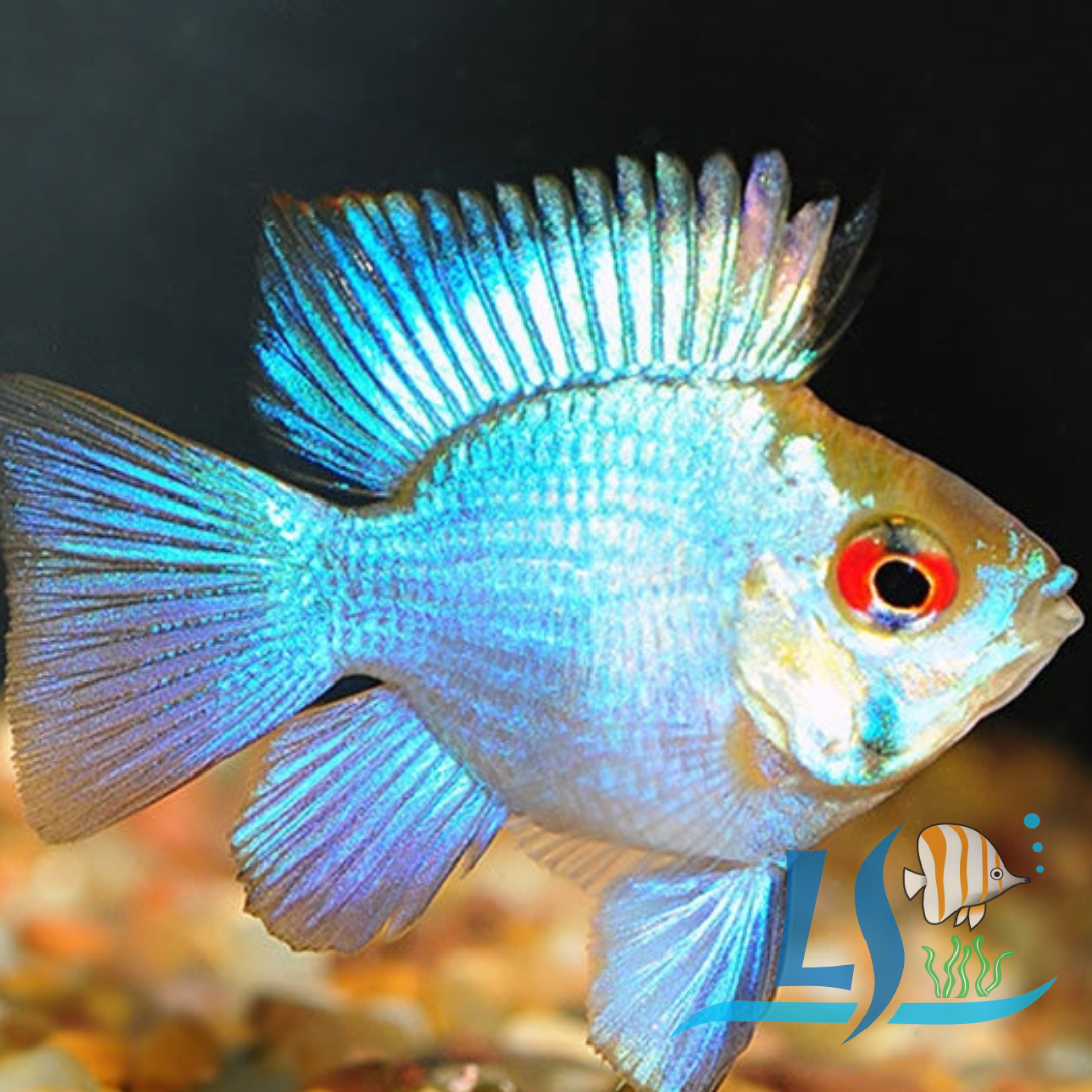 Electric Blue Ram cichlid (2 Pieces) by LS Aquatic | Lazada