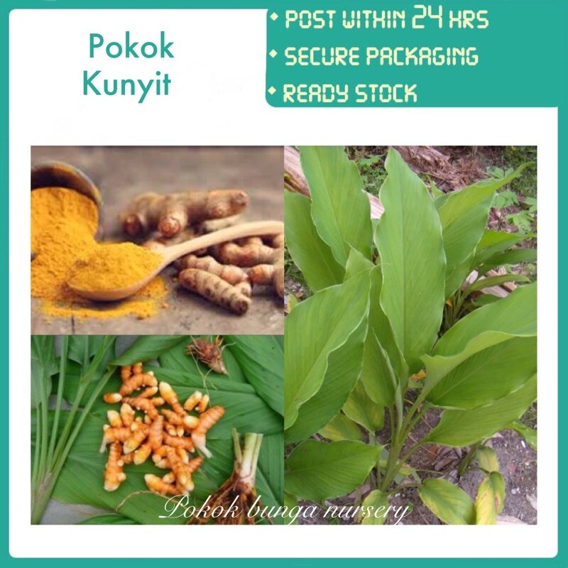 PBN - pokok kunyit - pokok bunga nursery turmeric leaf herbs herba ...