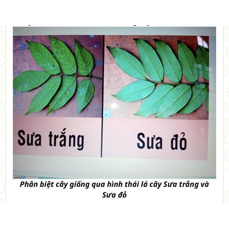 Cây giống sưa đỏ