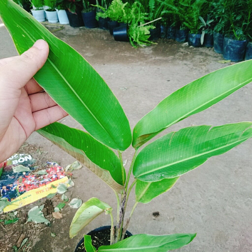 Cây Chuối Mỏ Phượng - cây cảnh trong nhà