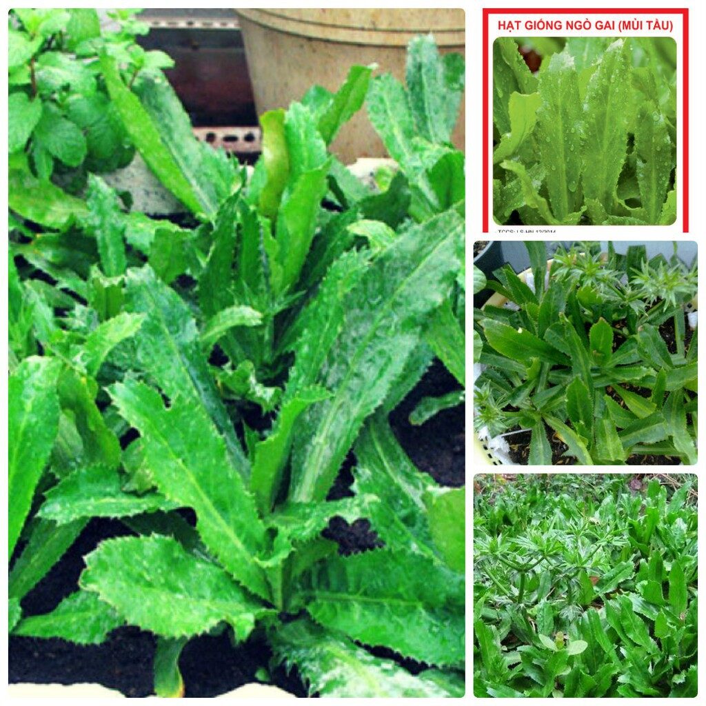 MA43 Hạt Giống Ngò Gai (Mùi tàu) 1gr 50 hạt