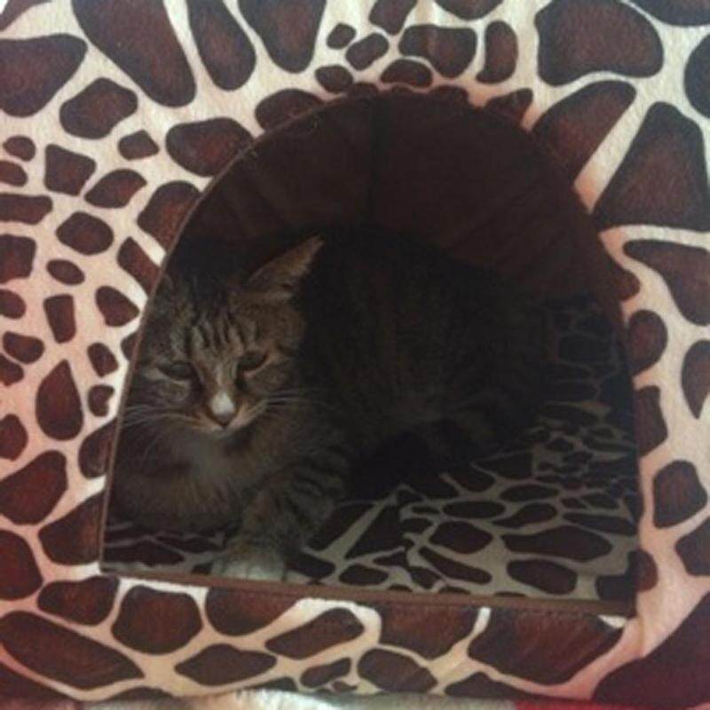 Dâu Mềm Pet Dog Cat House Cũi Chó Thời Trang Giỏ Đệm Có Thể Tháo Rời Đệm Ngủ