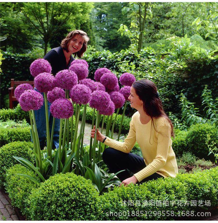 50pcs/bag creative giant onion allium flower plant bonsai Garden Easy to grow