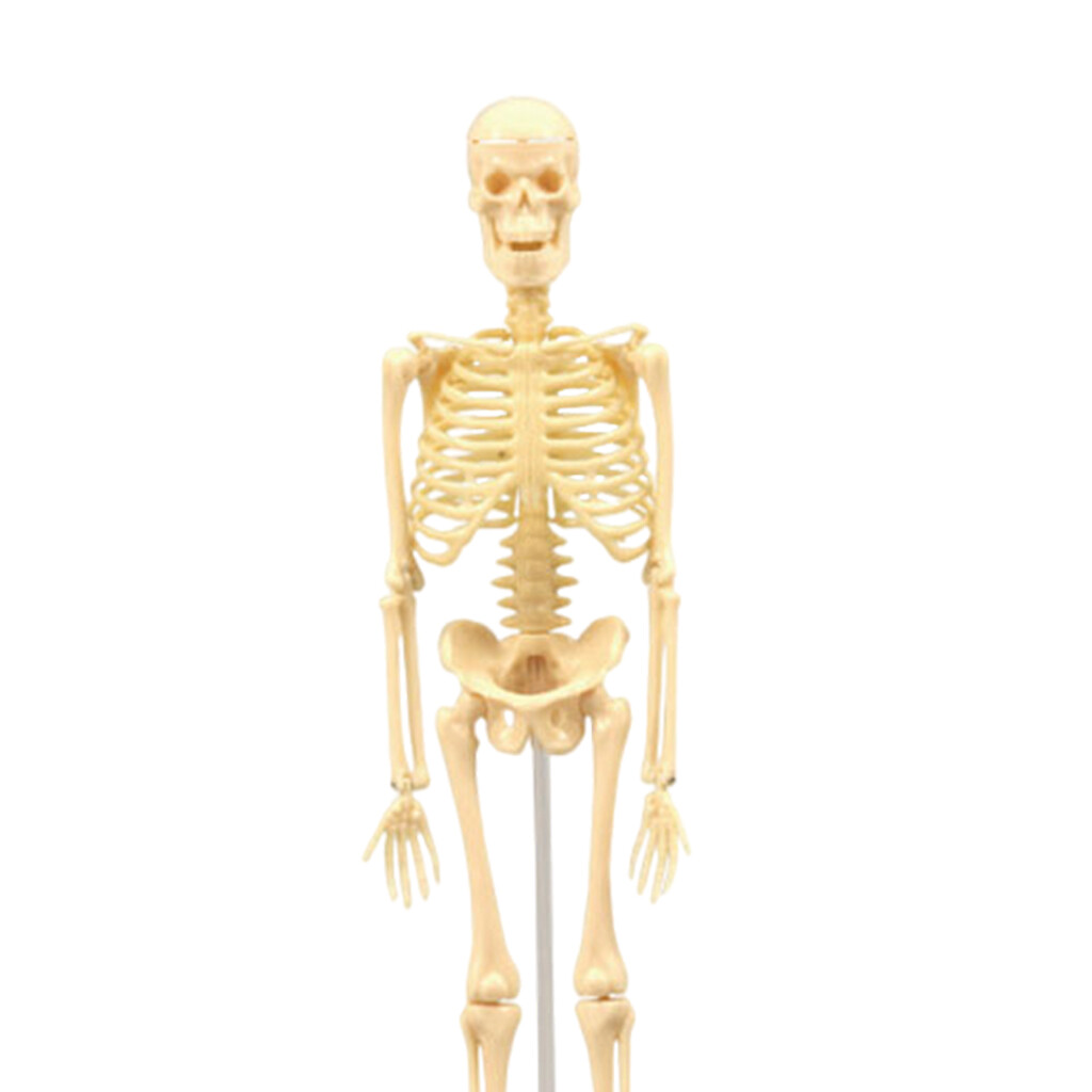 Pezhong Human Anatomical Anatomy Skeleton Model Education Display