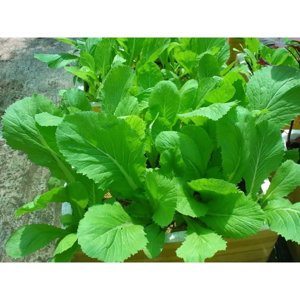 [Rau Củ Quả] - Gói 1kg Hạt Giống Cải Bẹ Xanh Mỡ sinh trưởng khỏe phát triển mạnh mẽ tỉ lệ nảy mầm cao - Nanuseeds