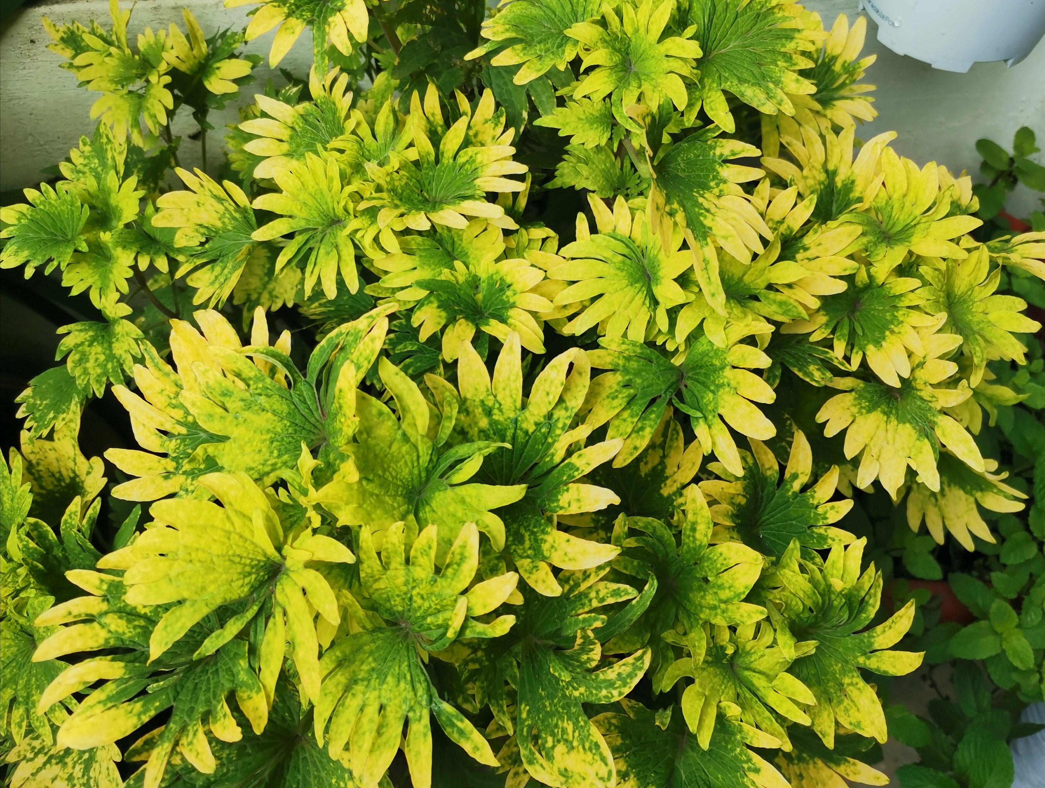 At03 Coleus Yellow Gold 1 Stem Cutting Without Roots 支条 黄金彩叶 Lazada