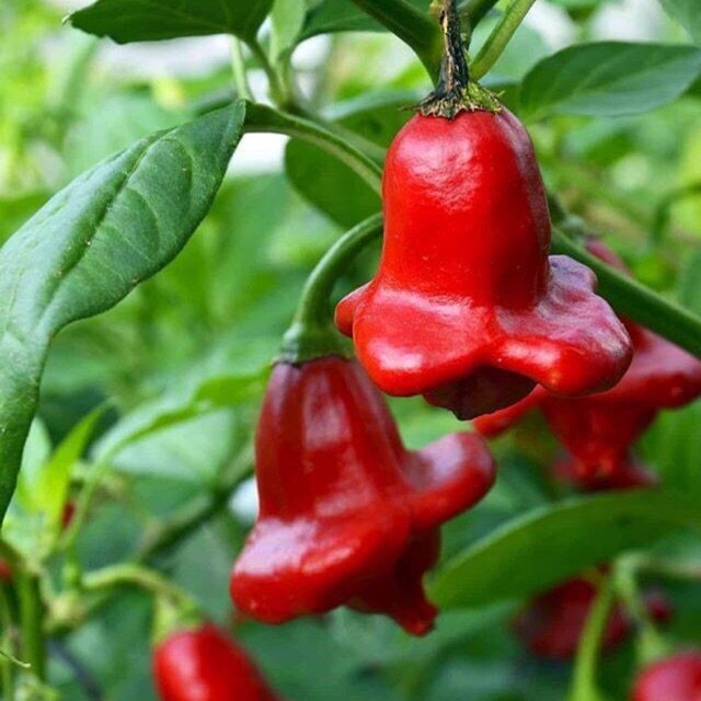 Hạt Giống Ớt Hoa Hồng