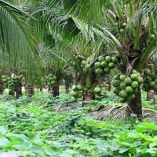 Pokok Hidup Kelapa Mataq Siam Live Plant Lazada