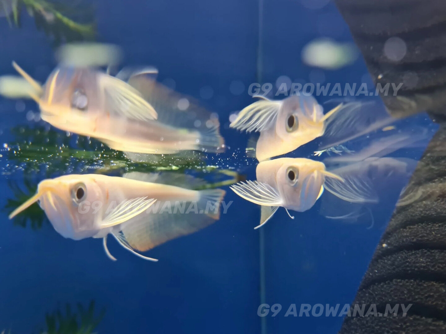 READY STOCK!! ALBINO SILVER AROWANA 10INCH+/ 9INCH+/ 批发价 现货白化银龙 9nch