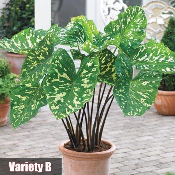 20pcs Alocasia Seeds Potted Plant Elephant Ear Bonsai Flower Seeds（นี่