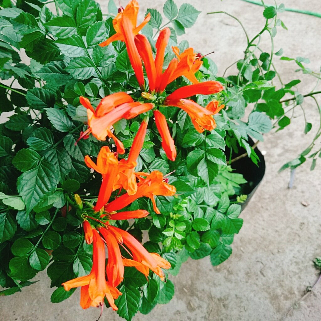 Cây rạng đông ( chùm ớt ) - cây cảnh đẹp mau phát triển