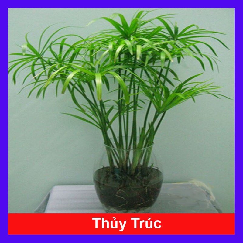 Cây thuỷ trúc thuỷ sinh - cây cảnh thủy sinh