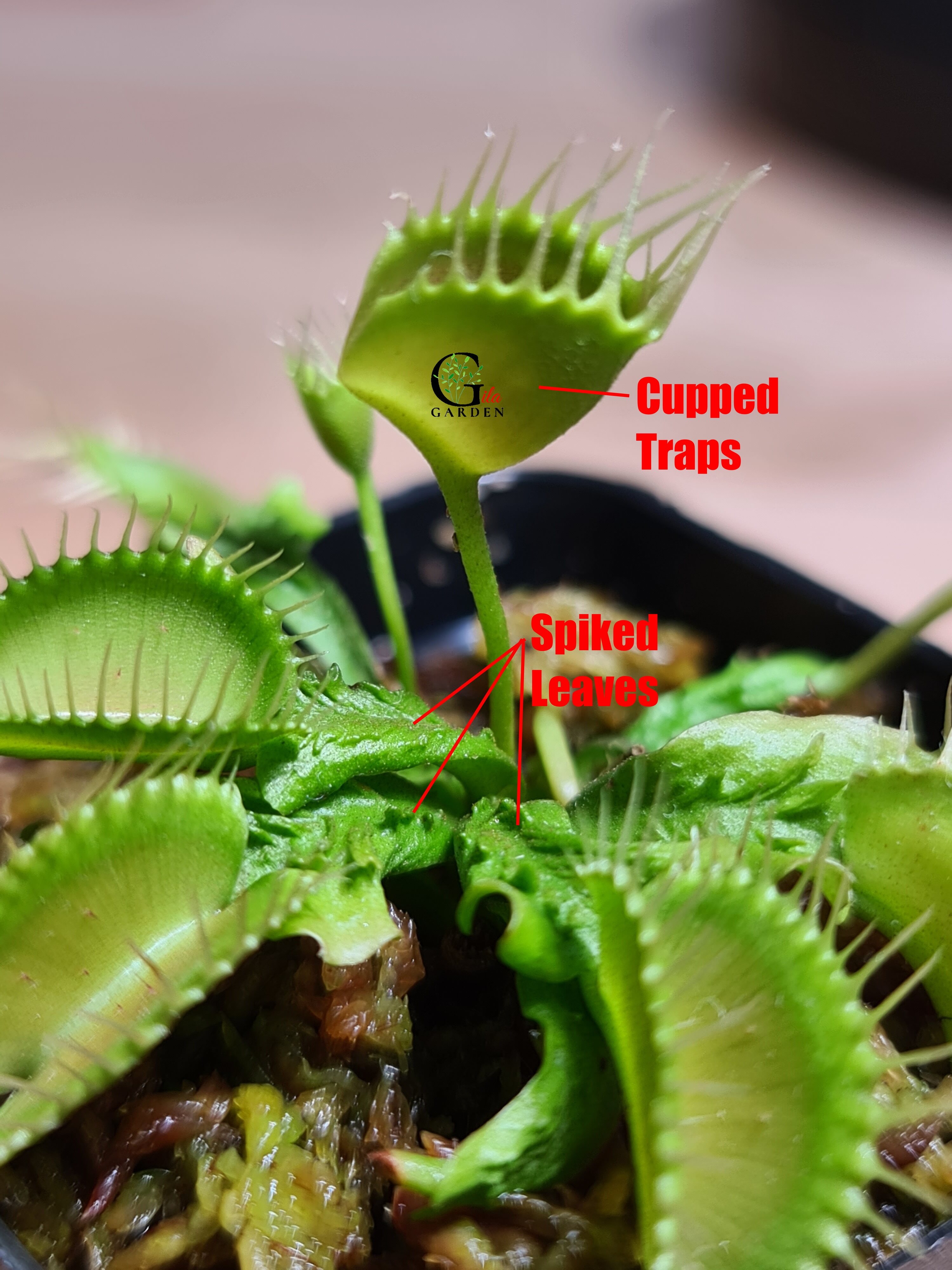 Venus Flytrap Trichterfalle [Dionaea Muscipula, Venus Flytrap