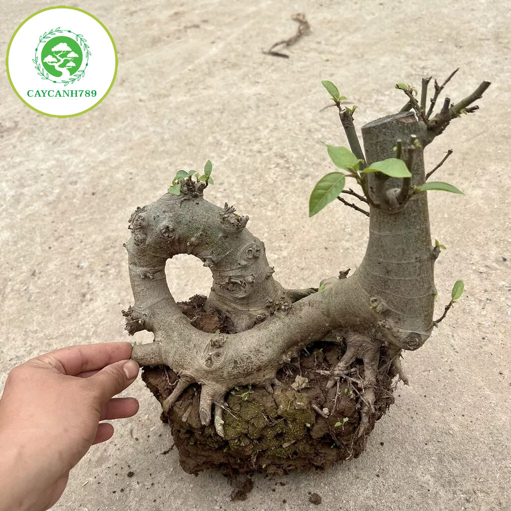 Cây sung phôi bonsai mini( ảnh thật ).