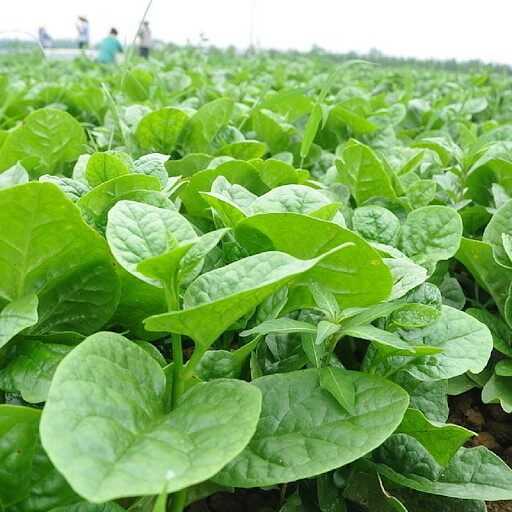 Hạt giống mồng tơi xanh lá to - 100 hạt