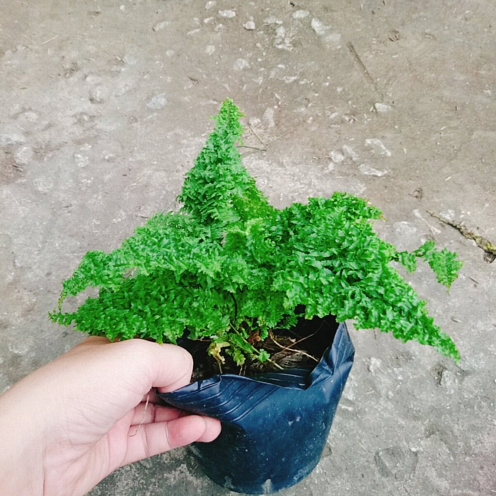 Cây Dương Xỉ Nhật - cây cảnh để bàn