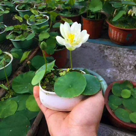 Philippines Ready Stock Lotus Water Lily Seed 20Pcs Four Seasons Aquatic Bowl Lotus Seed Hydroponic Plant Water Cultivation Flower Water Lotus Lotus Root Lotus Mini Water Lily Balcony Ornamental Lotus Pot Rare Plants for Sale Easy To Planting In Local