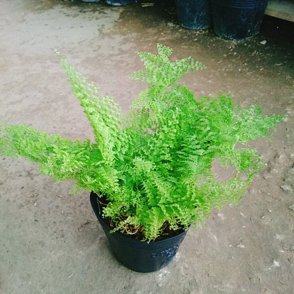 Cây Dương Xỉ Đá - dương xỉ lá nhuyễn