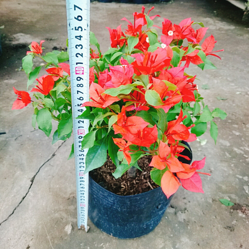 Cây Hoa Giấy Đỏ Lửa - cây cảnh để bàn